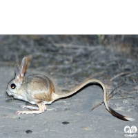 گونه دوپای کوتوله Dwarf Fat – tailed Jerboa